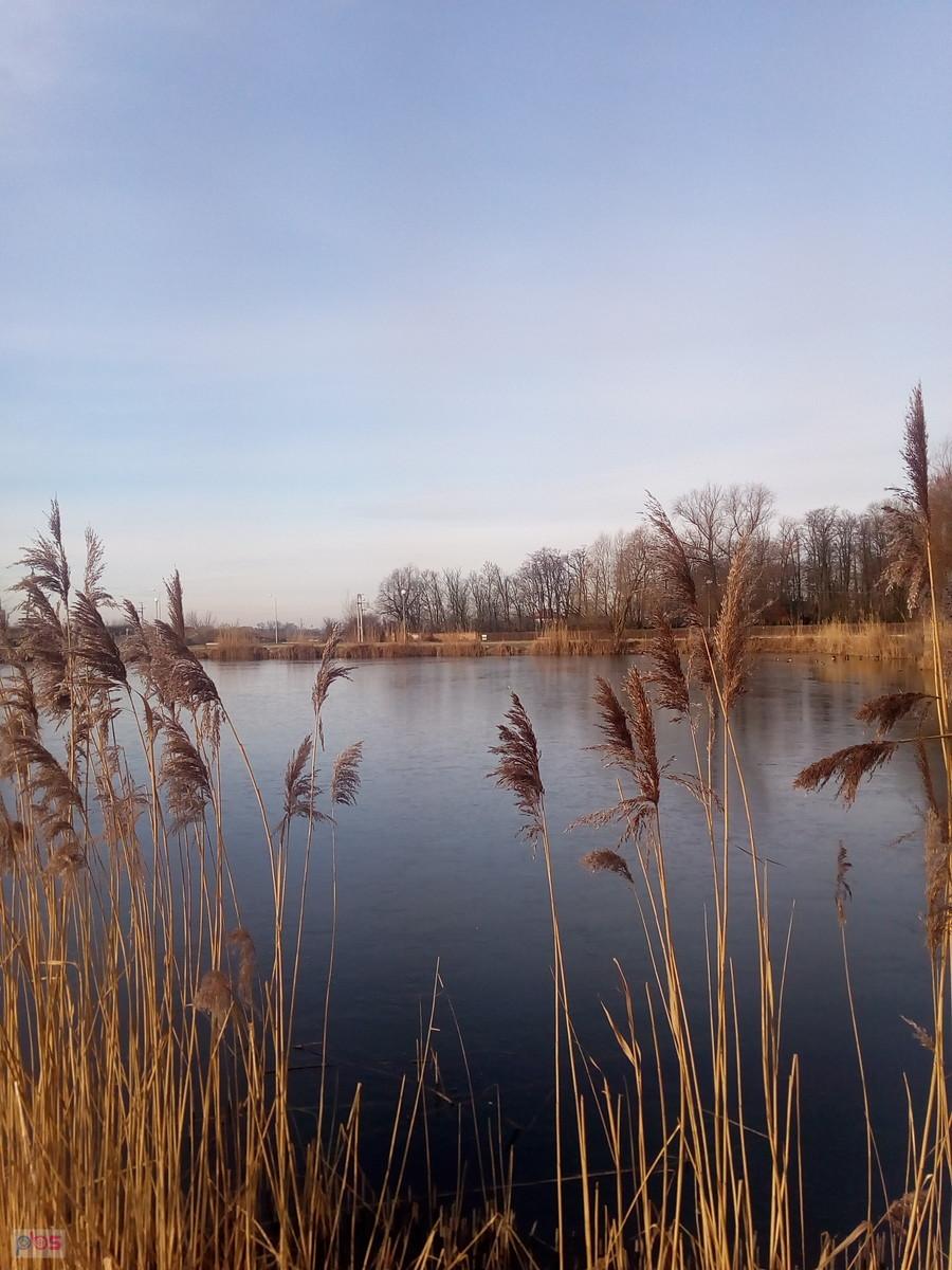 Staw w Zielonkach
