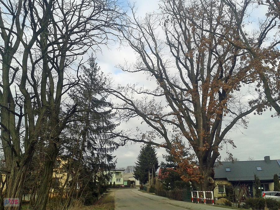 Pomnik przyrody, Skęczniew