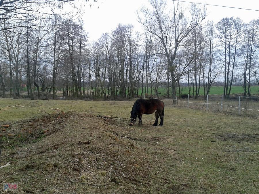 Koń rasy zimnokrwistej ?