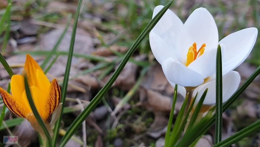 Krokusy w Niedźwiedziu