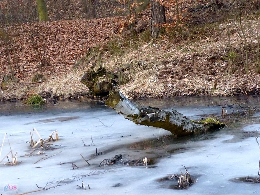 Zamarznięte