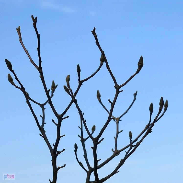 Kwitnąca magnolia w lutym