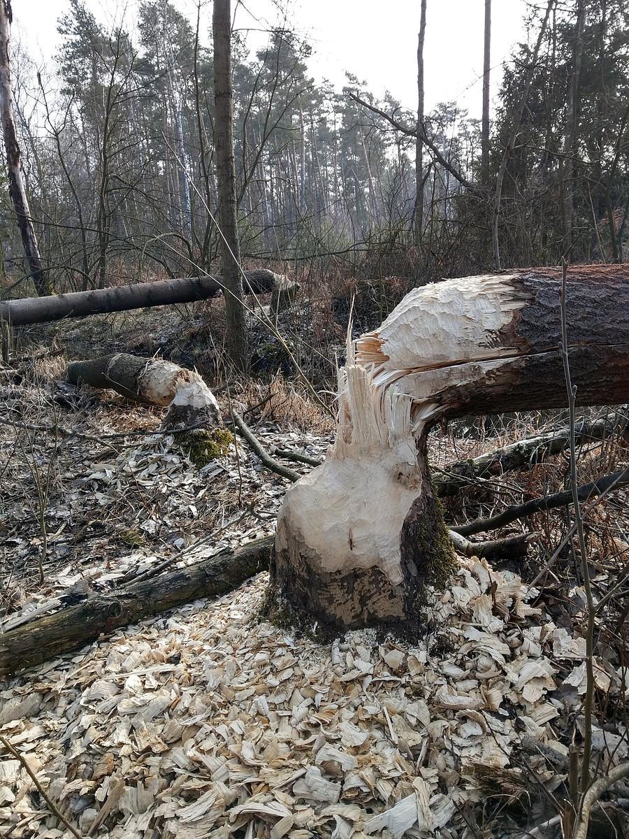 Ślady bobrów koło pożarówki