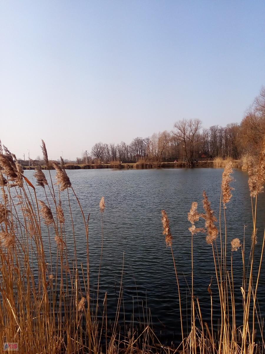 Staw w Zielonkach