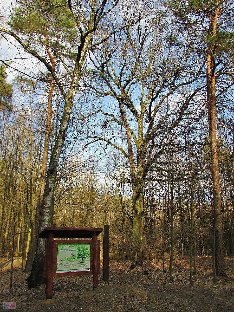 Pomnikowy dąb w Lesie Kabackim