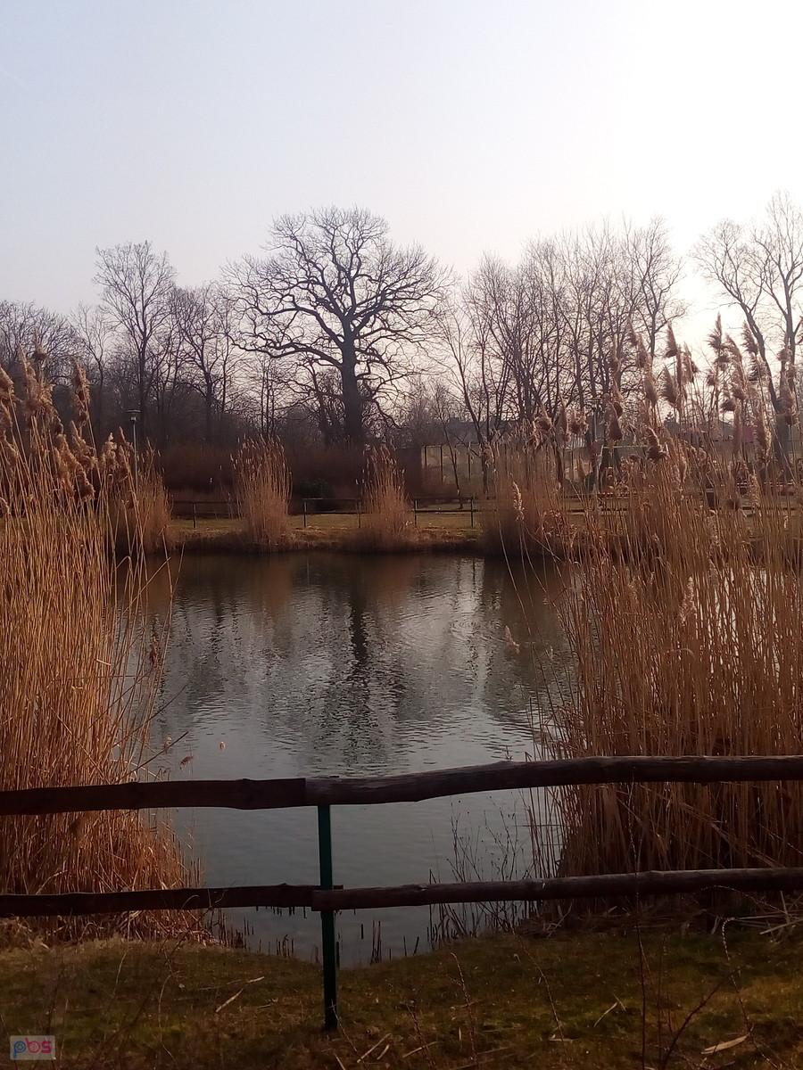 Staw w Borzęcinie..
