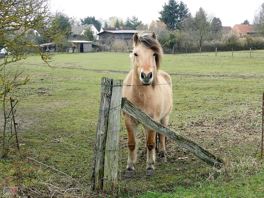 Konik z Blankensee - w oczekiwaniu na poczęstunek.