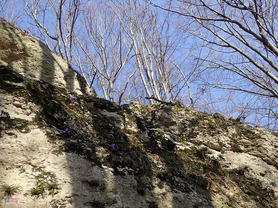 Przylaszczki rosną wysoko na skale