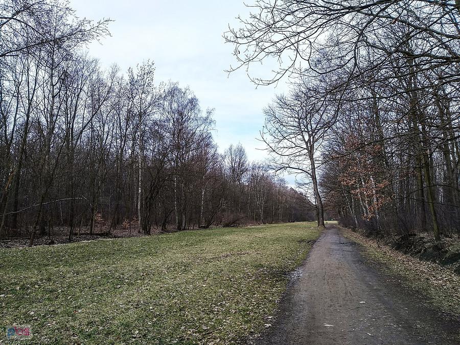 W lasku Makoszowskim o poranku