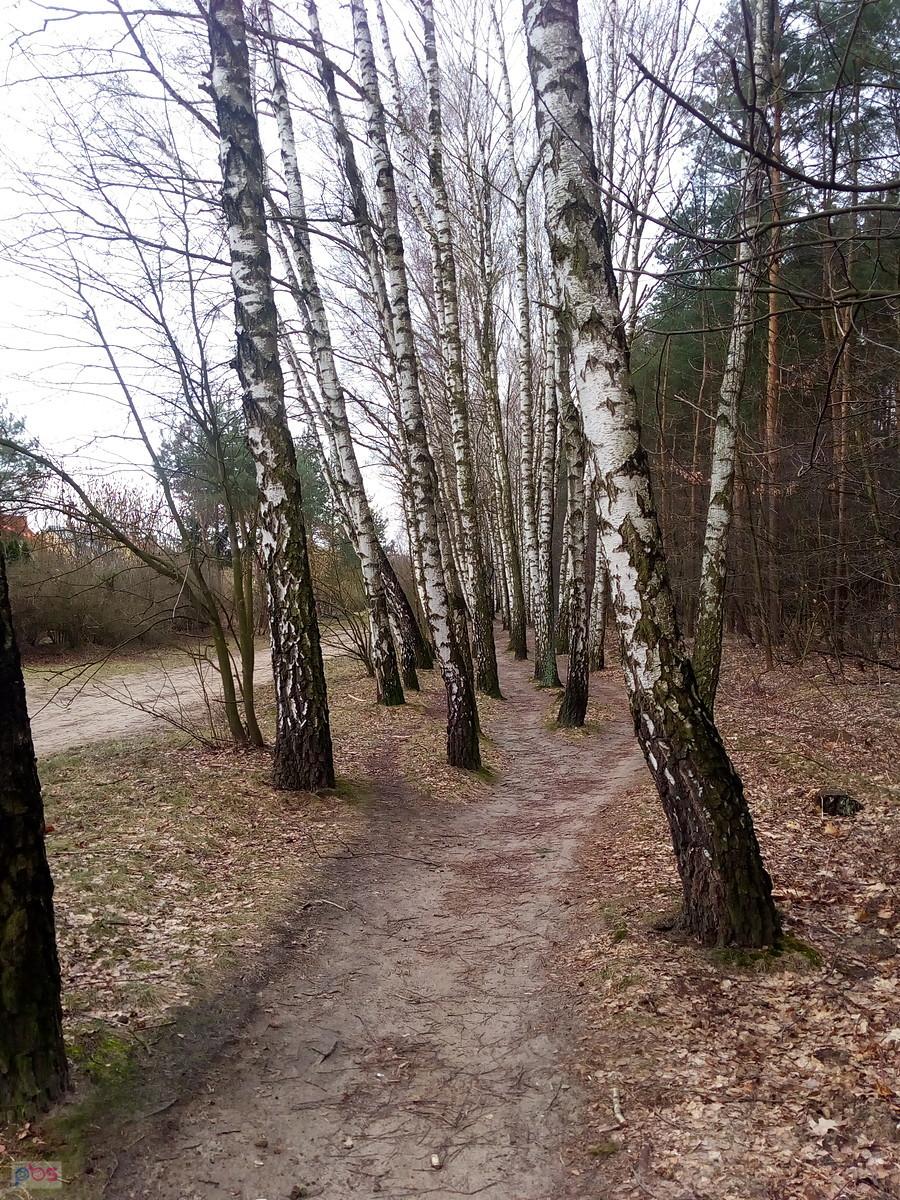 Slalom miedzy brzózkami