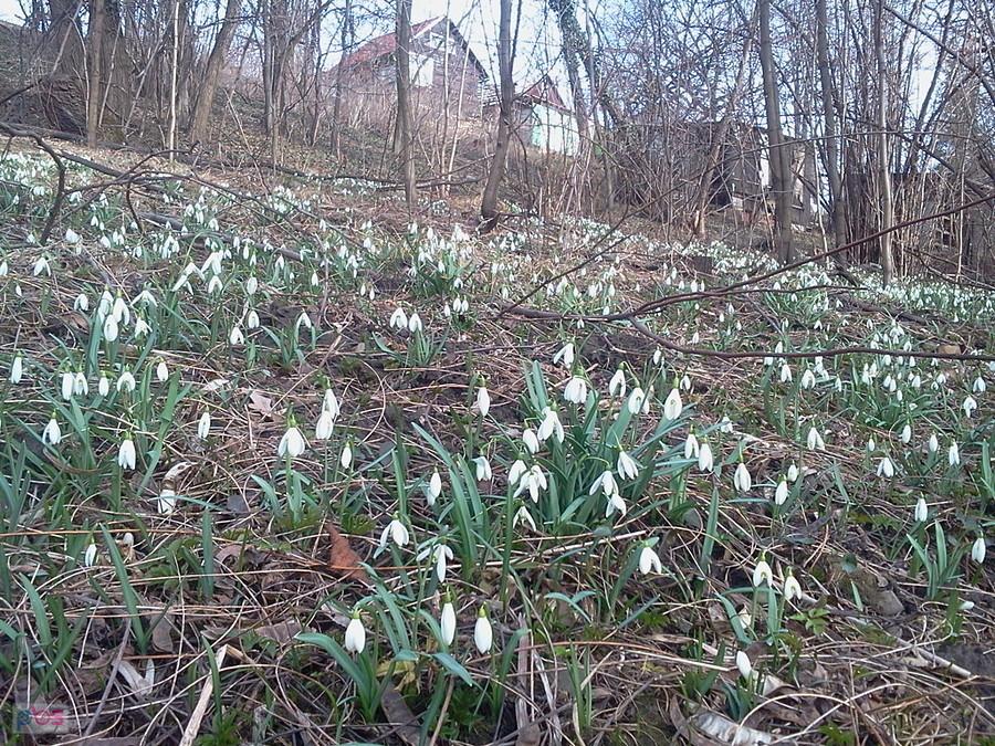 Przebiśniegi w Trzyńcu