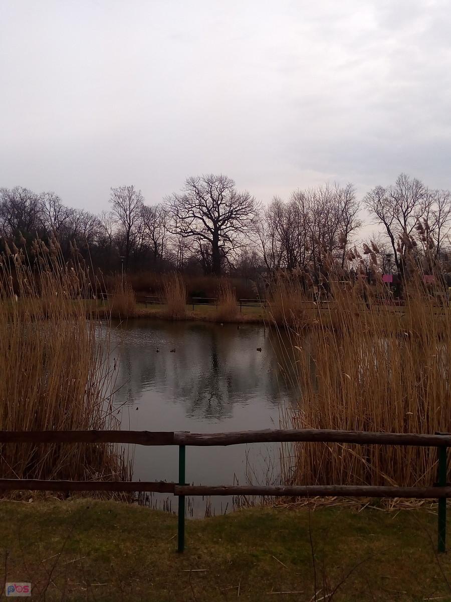 Staw w Borzęcinie