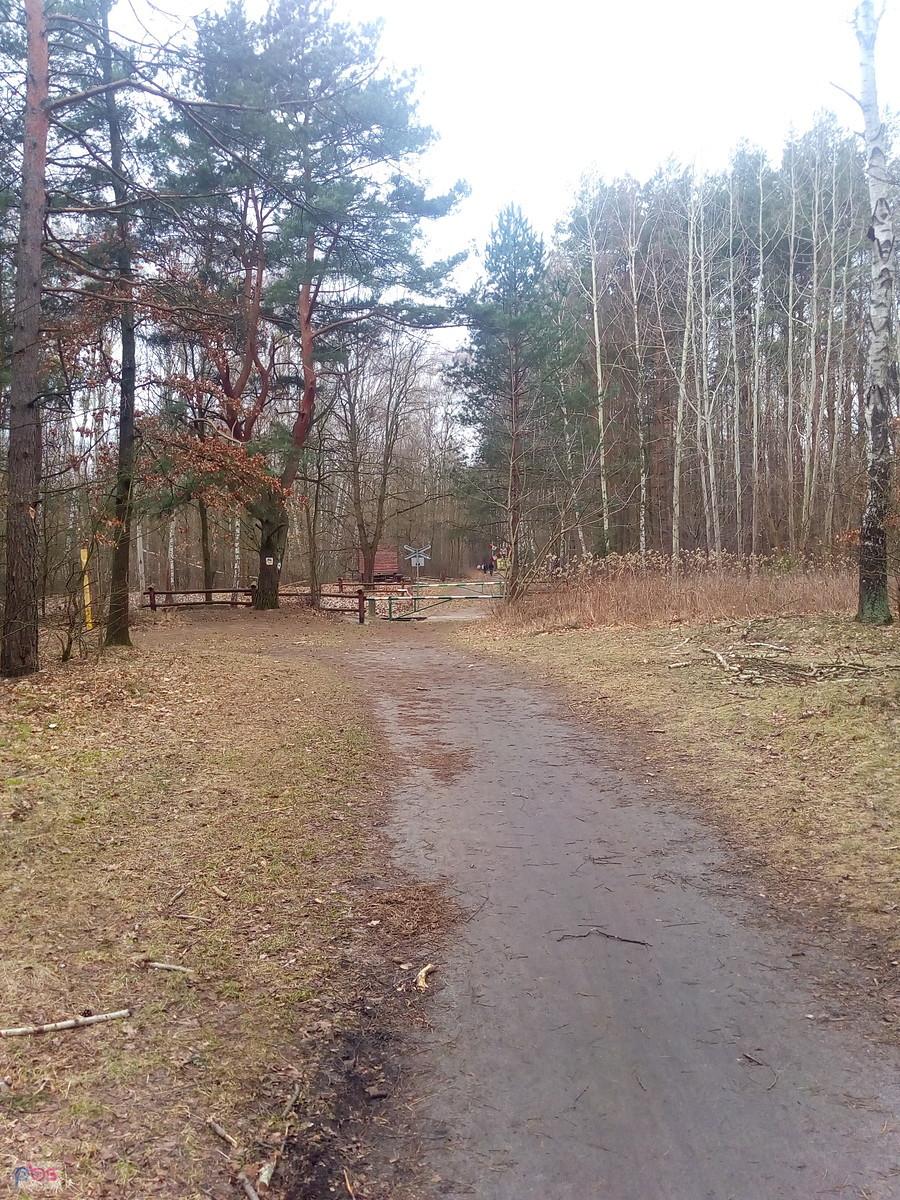W lesie sucho, swobodnie można przejechać drogą przez podmokły bagienny teren