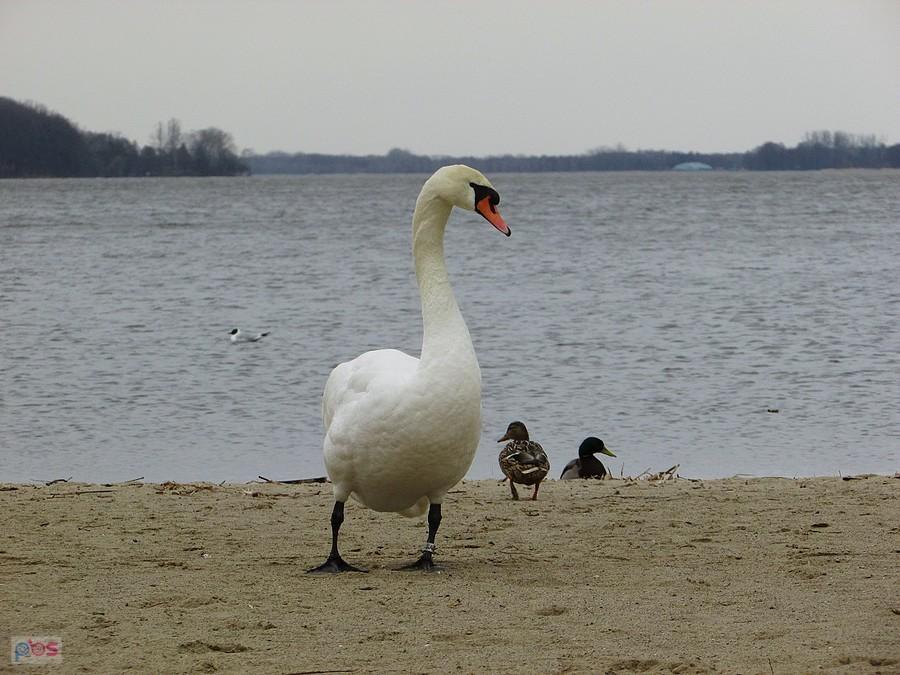 Spacerował po plaży