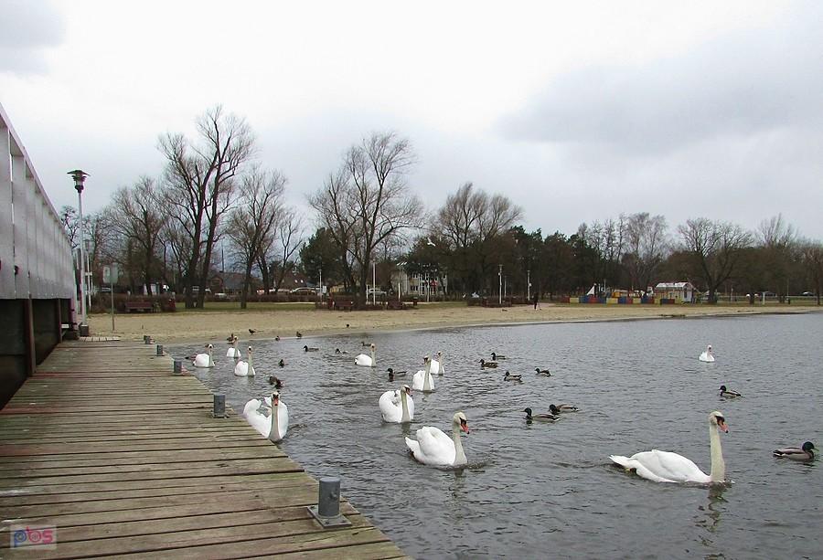 Stado łasuchów przy pomoście na "Dzikiej Plaży"