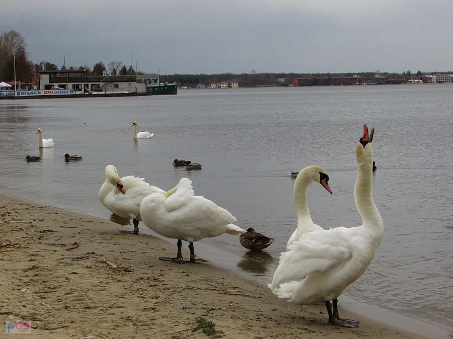 "Dzika Plaża" w Nieporęcie