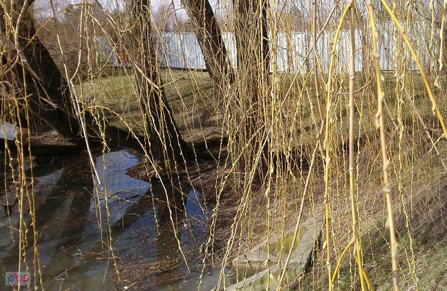 Wierzba koci-koci