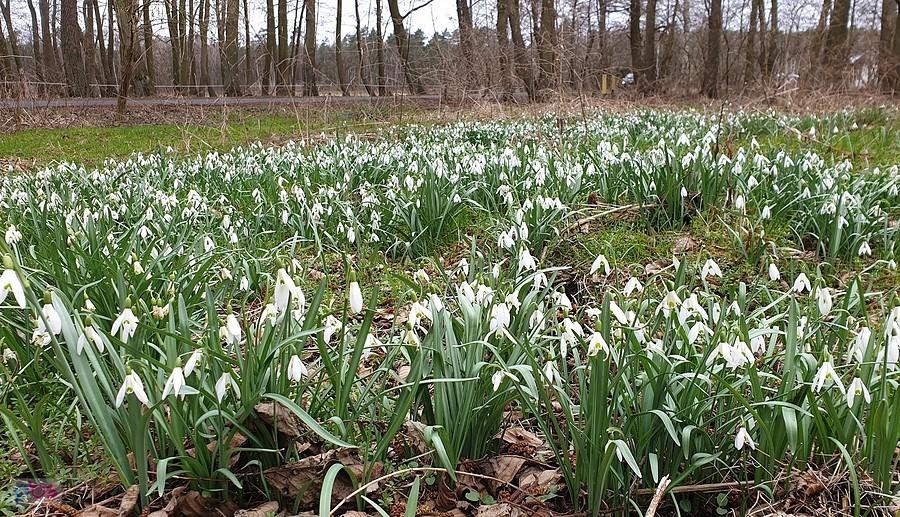 Cisewo - przebiśniegi