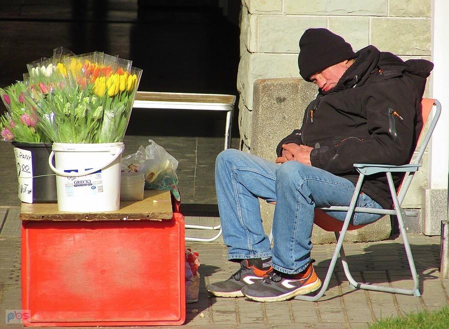 Wytrawny sprzedawca tulipanów