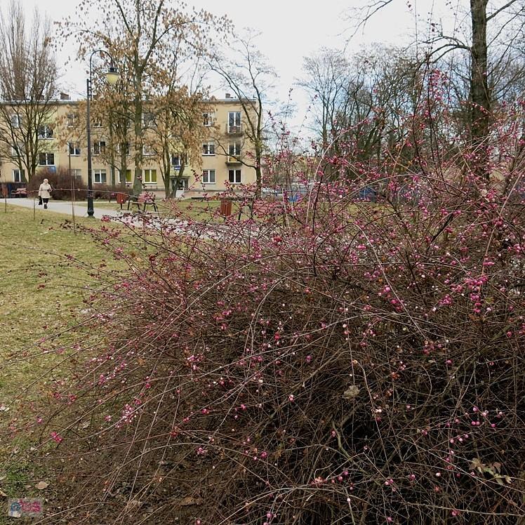 Różowe groszki