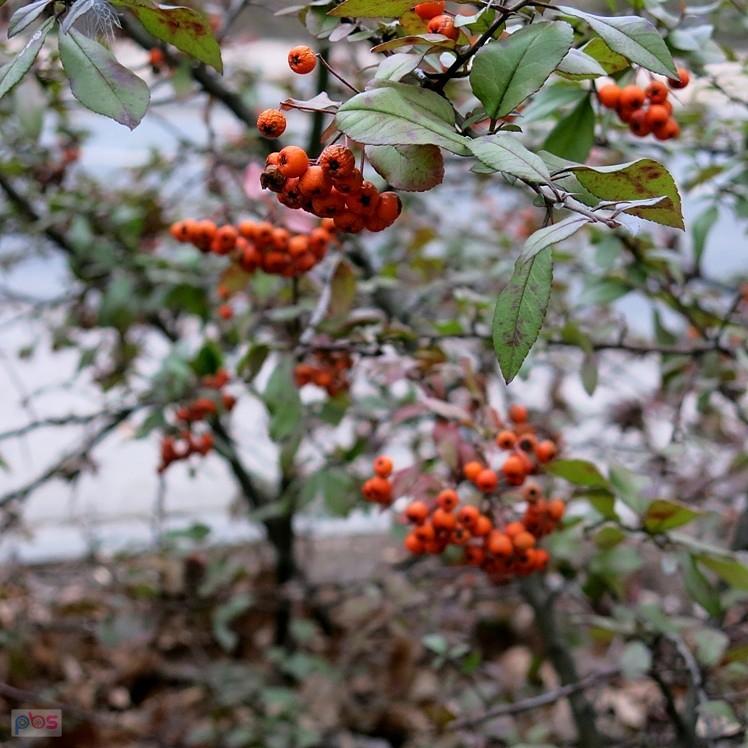 Pomarańczowe korale
