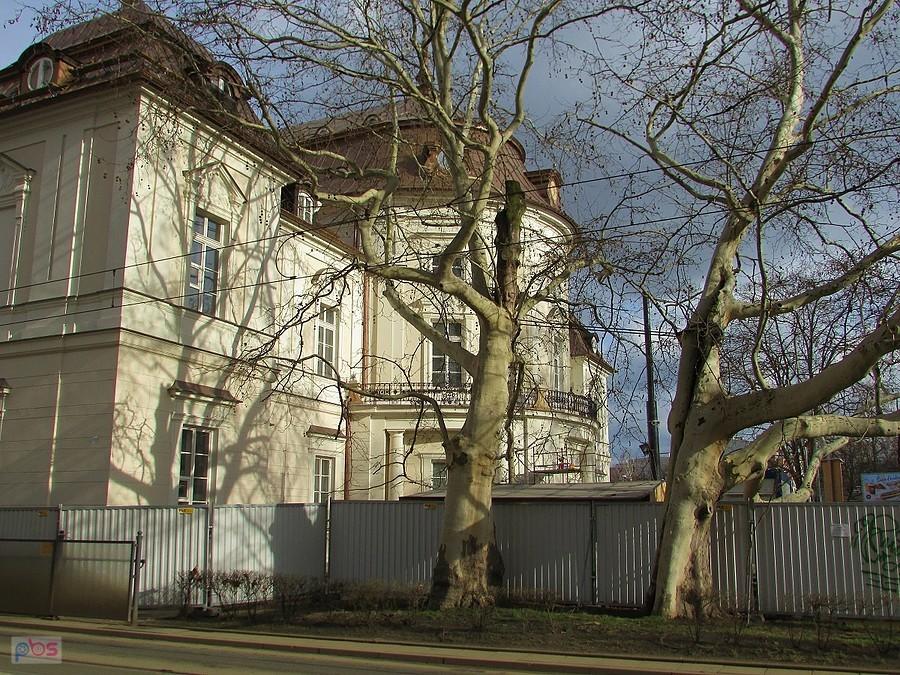 Platany przy Pałacu Przebendowskich