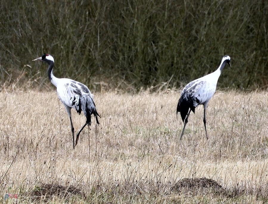 Żurawie obecnie są już połączone w pary. Foto spod Blankensee.