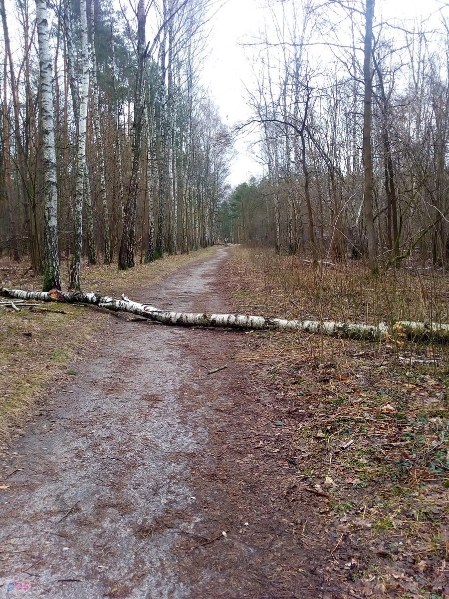 Wiatr nawet w lesie było tak silny, ze wywracał drzewa
