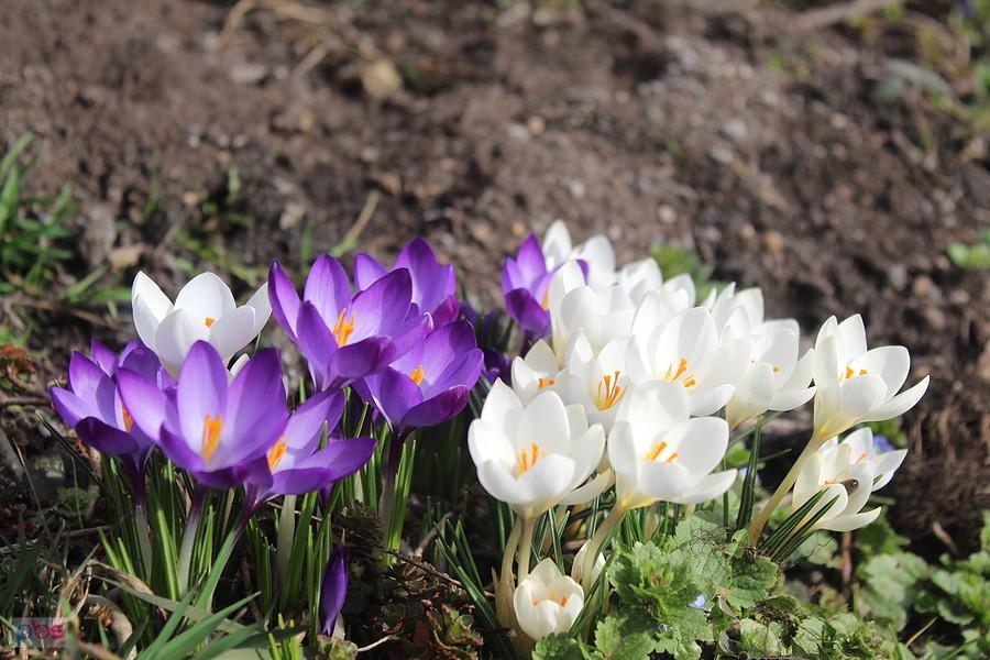 krokusy prawie jak w chochołowskiej