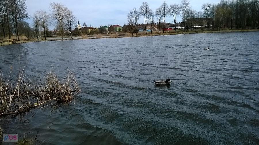 Kaczki w stawie