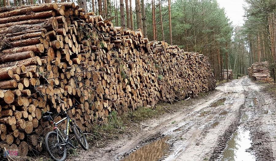 "Rabunkowa" wycinka drzew.