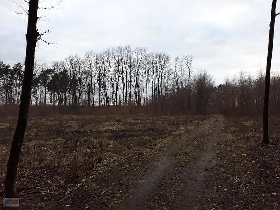 wycinka na całego