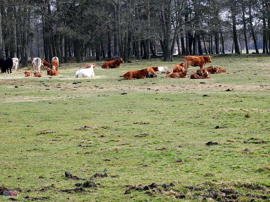 A to są nasze krówki - widok z pastwiska pod Witorzą.