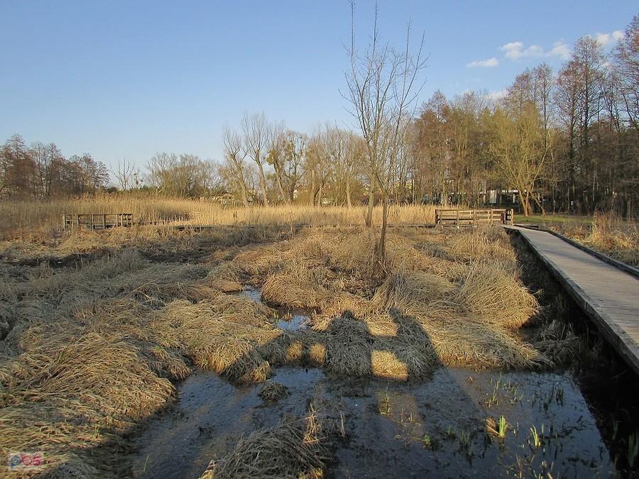 Bagienko z kładkami w Parku Zdrojowym w Konstancinie