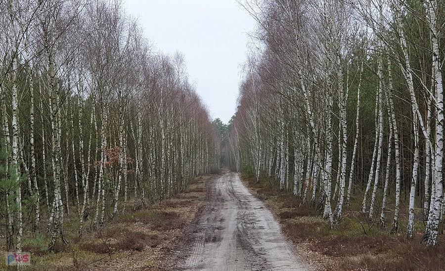 Droga w okolicy Niedźwiedzia