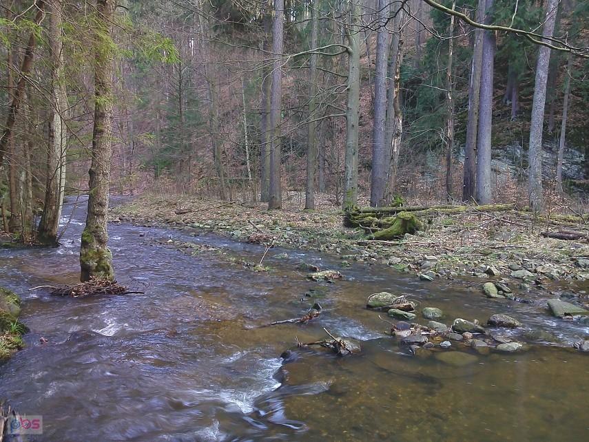 Wyspa na Małej Kamiennej i sosna żyjąca w rzece