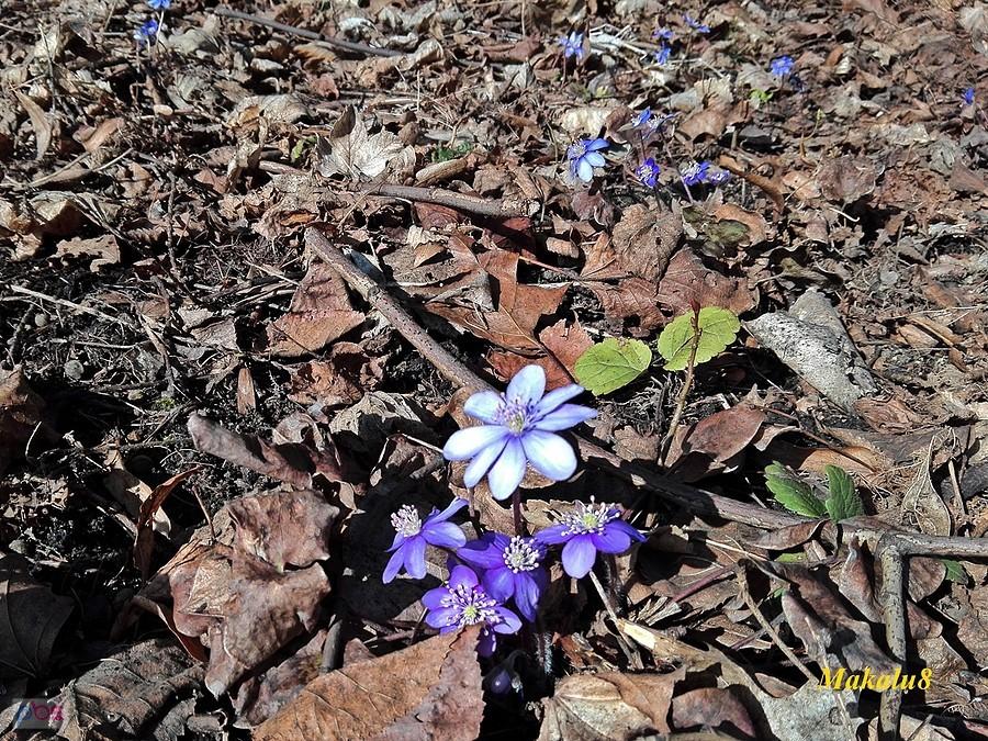 Wiosna :-) Śląski Ogród Botaniczny
