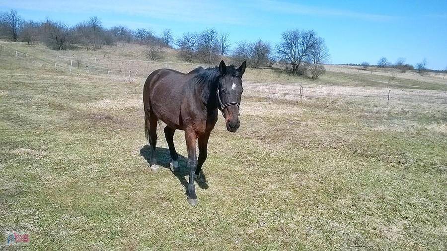 Konik drugi