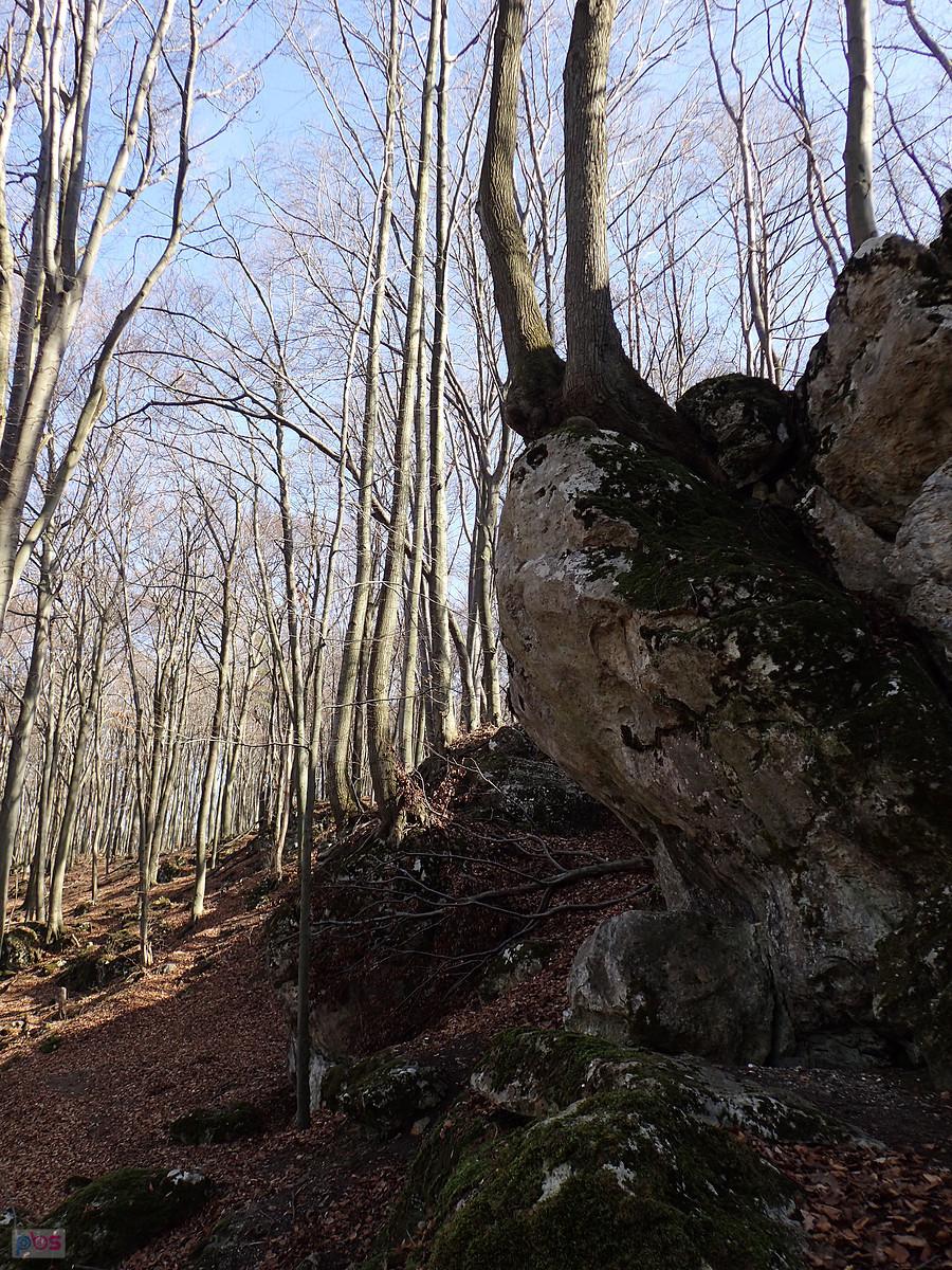 Drzewa na skale