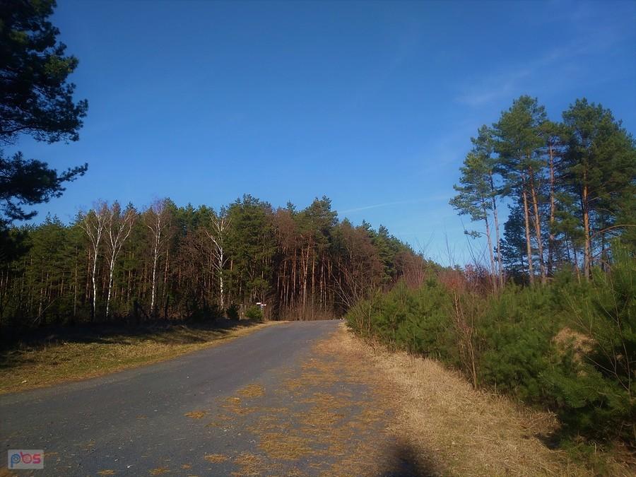 Puszcza Tarnowska zwana też Borami Tarnowskimi