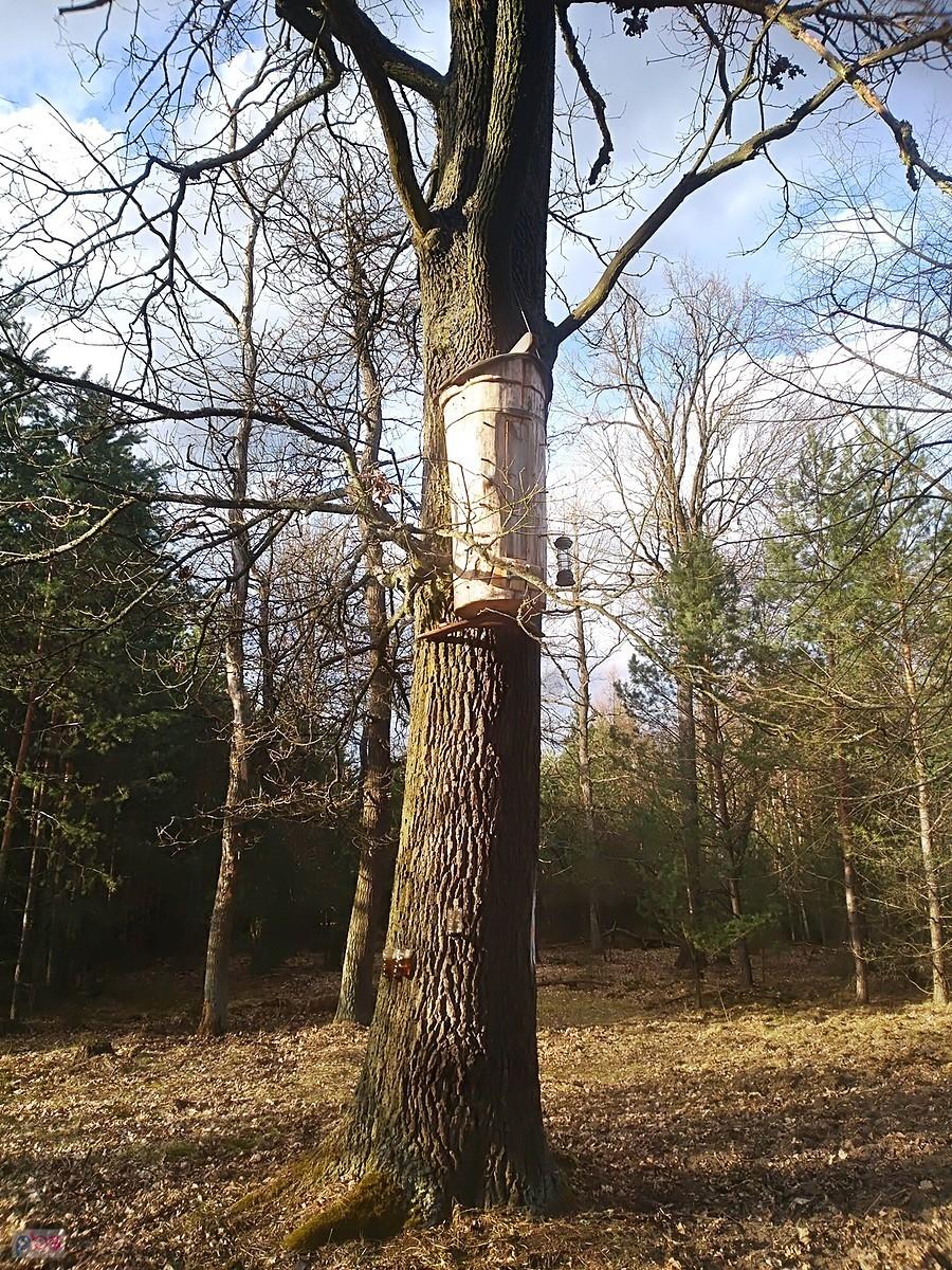 Dziwny domek na drzewie w Puszczy Tarnowskiej w pobliżu Zamku Geibela