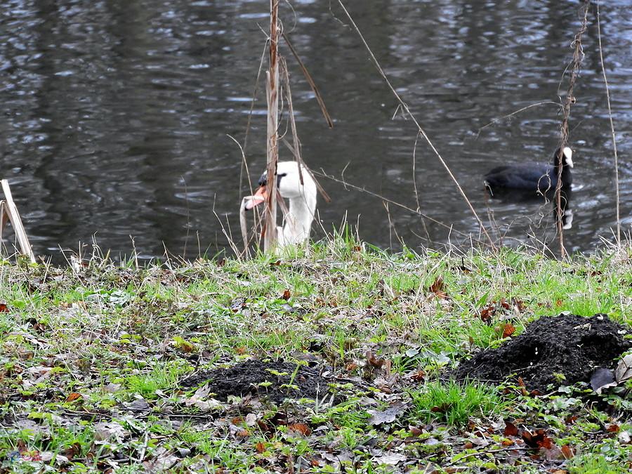 Na Syrenich Stawach łabędź i kaczuszka.