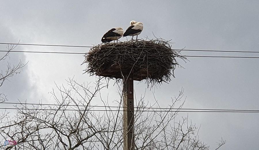 Parka bocianów w Rogowie.