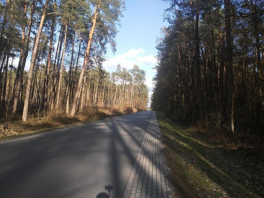 Leśną dróżką