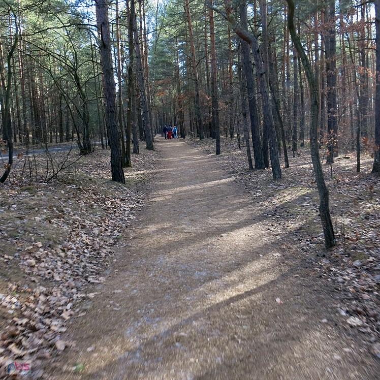 Idealny szlak leśny - nad Zalewem Rejowskim