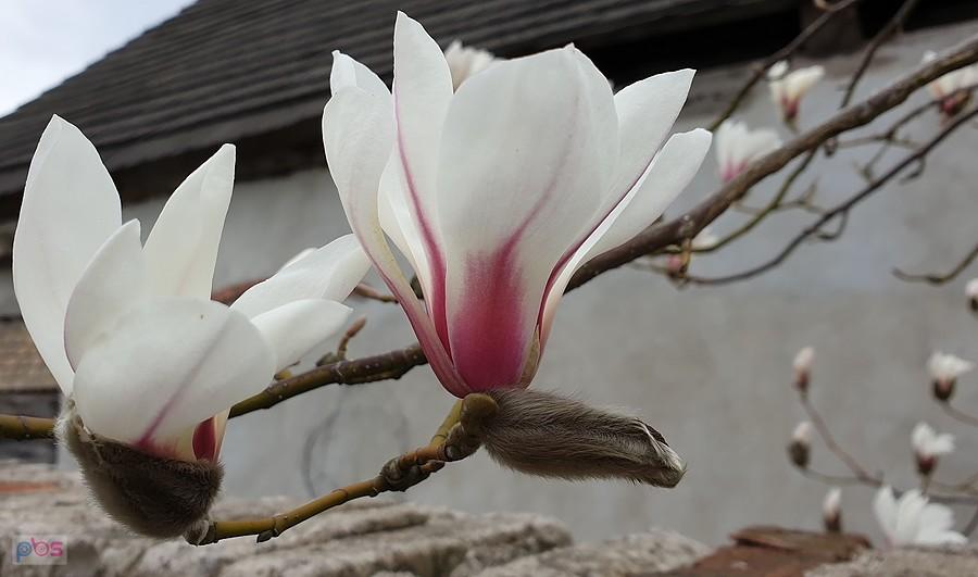 Magnolie w Przemoczu