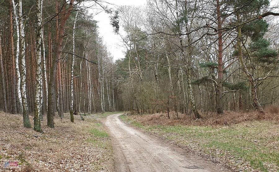 Leśna droga z Reptowa do Morzyczyna