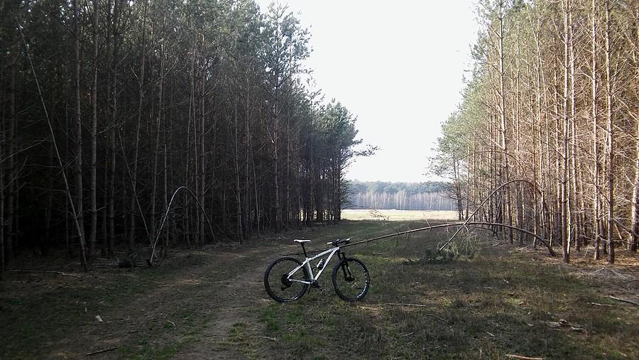 Młody fragment Lasu Zakrzewskiego, o ile pamiętam to dekadę temu tu były małe drzewka