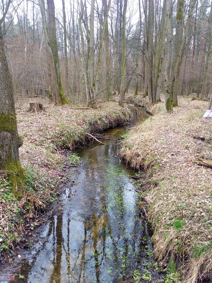 Strumyk w Klaudynie