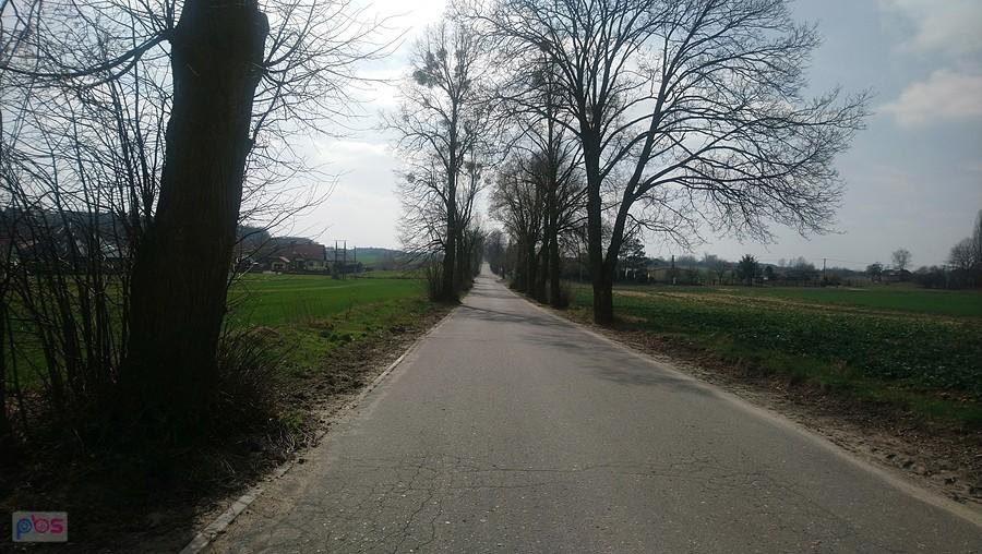 Tych drzew nie będzie